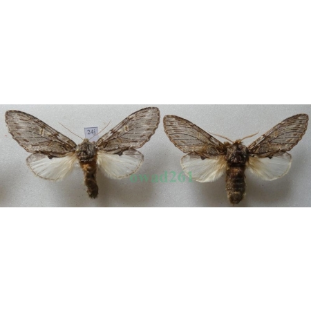 Peridea anceps (Goeze, 1781) pair Garbatka zaczepka Czech24j